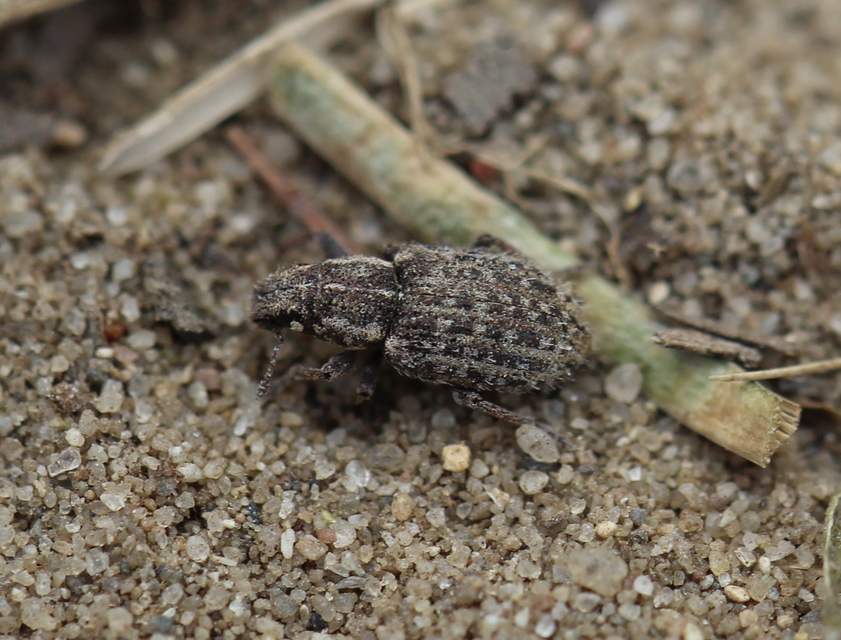 Sitona hispidulus - szőrös csipkézőbogár