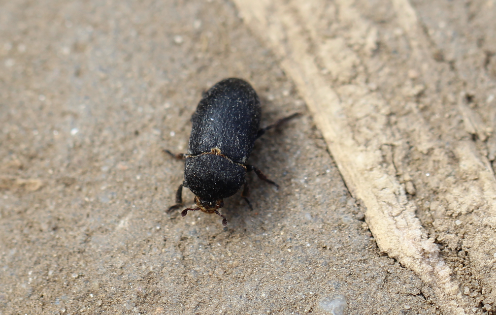 Dermestes laniarius - gyászos porva