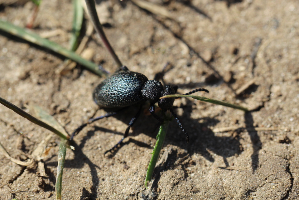 Meloe cicatricosus - óriásnünüke