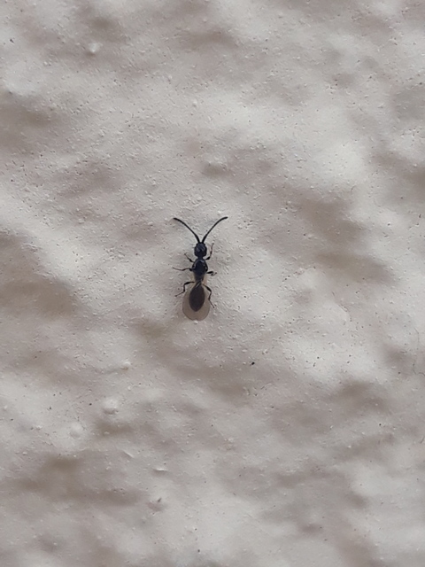 Coptera