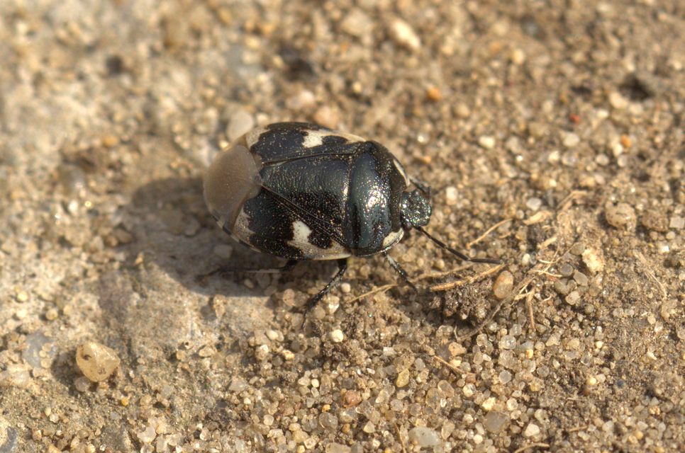 Tritomegas bicolor - foltos földipoloska