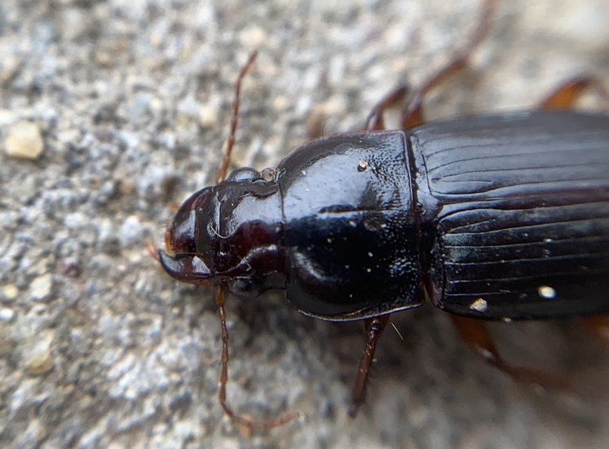 Harpalus smaragdinus - smaragd-lomhafutó