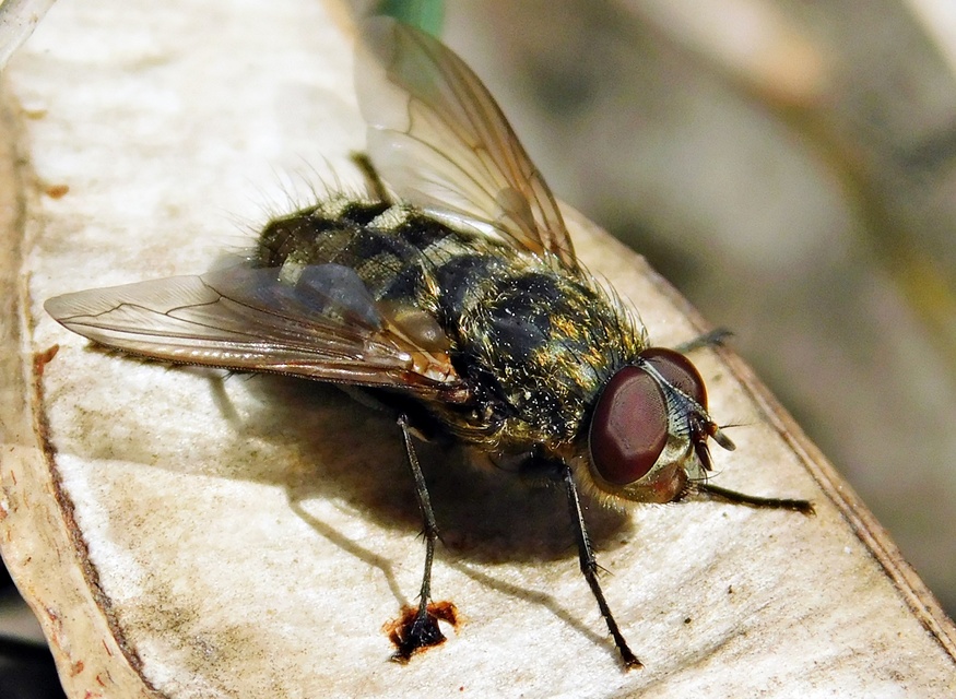 Pollenia