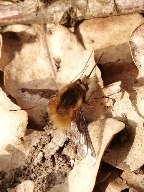 Bombylius major - szegélyes pöszörlégy