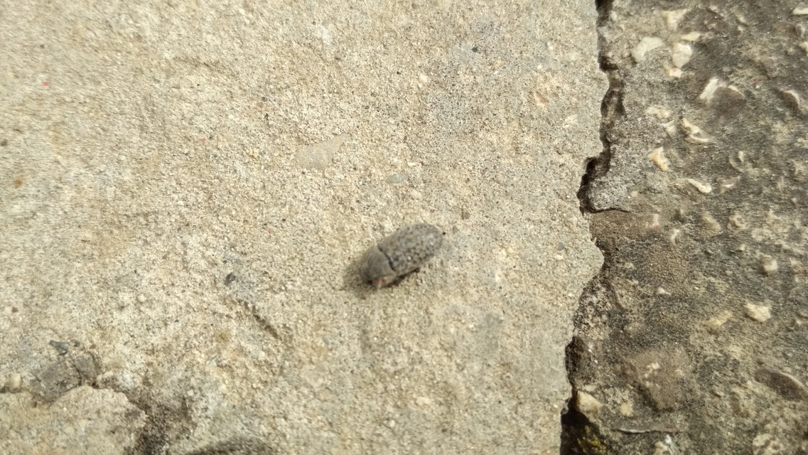 Opatrum sabulosum - sároshátú gyászbogár