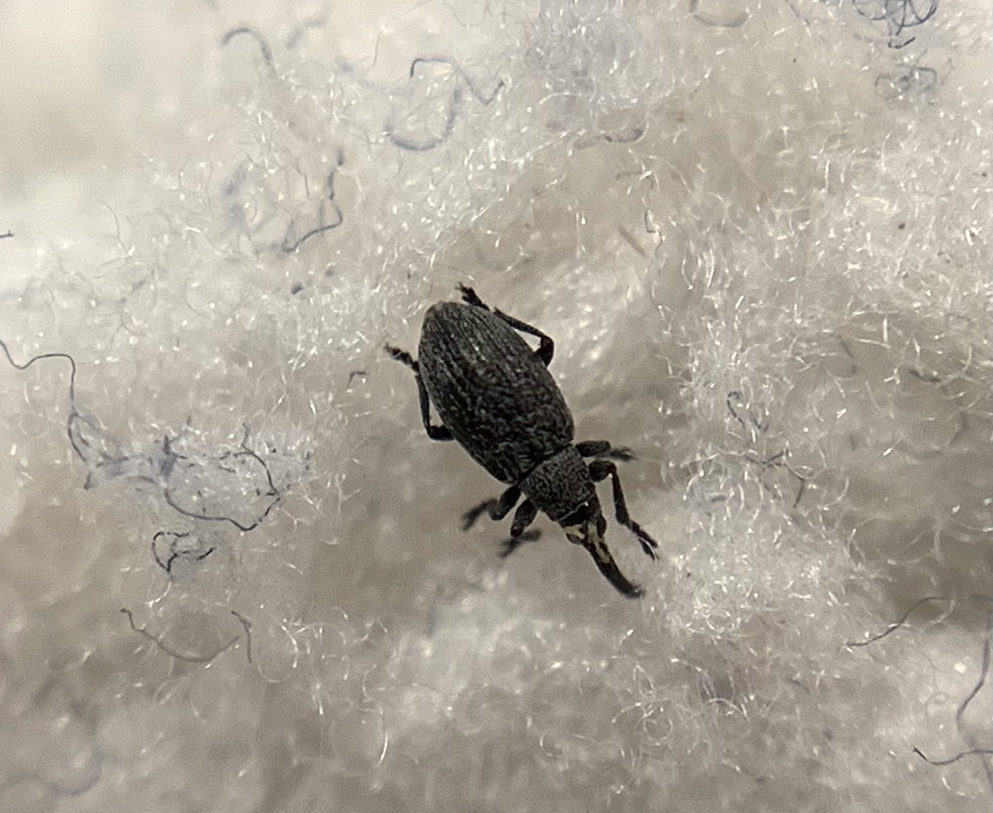 Catapion jaffense - görbeorrú cickányormányos