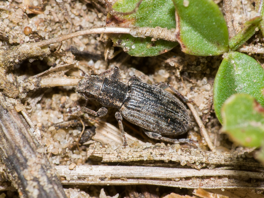 Sitona lateralis - iglice-csipkézőbogár