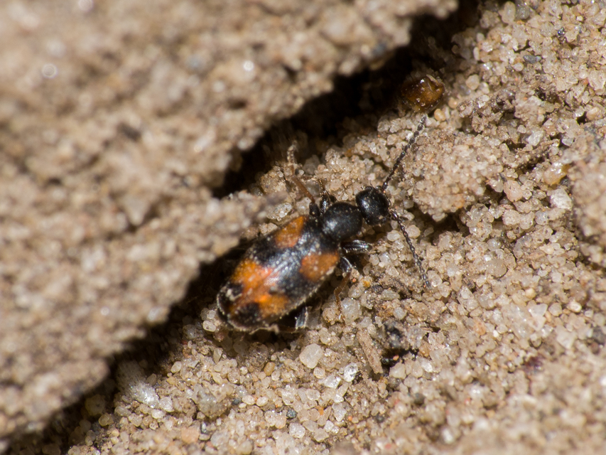 Anthicus antherinus - közönséges fürgebogár
