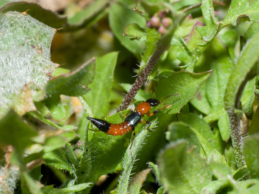 Paederus Paederus