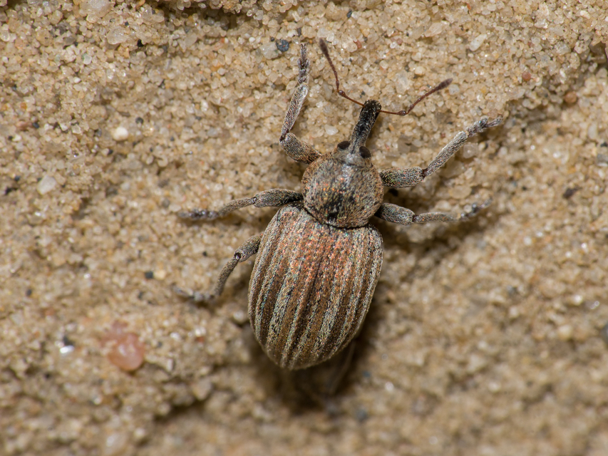 Hypera striata - sávos pikkelyesormányos