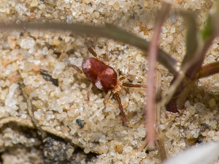 Leptus trimaculatus