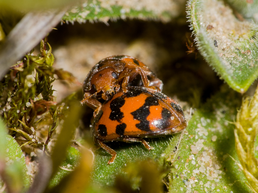 Subcoccinella vigintiquatuorpunctata - lucernaböde