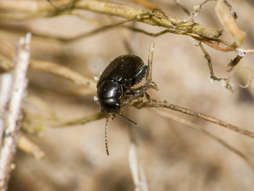 Chaetocnema