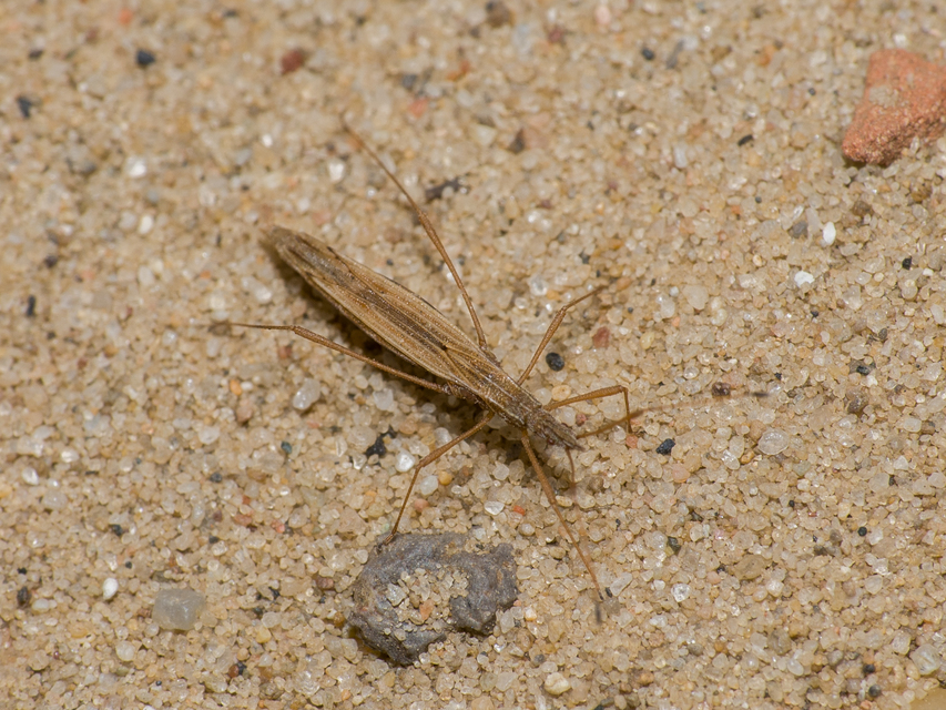 Berytinus