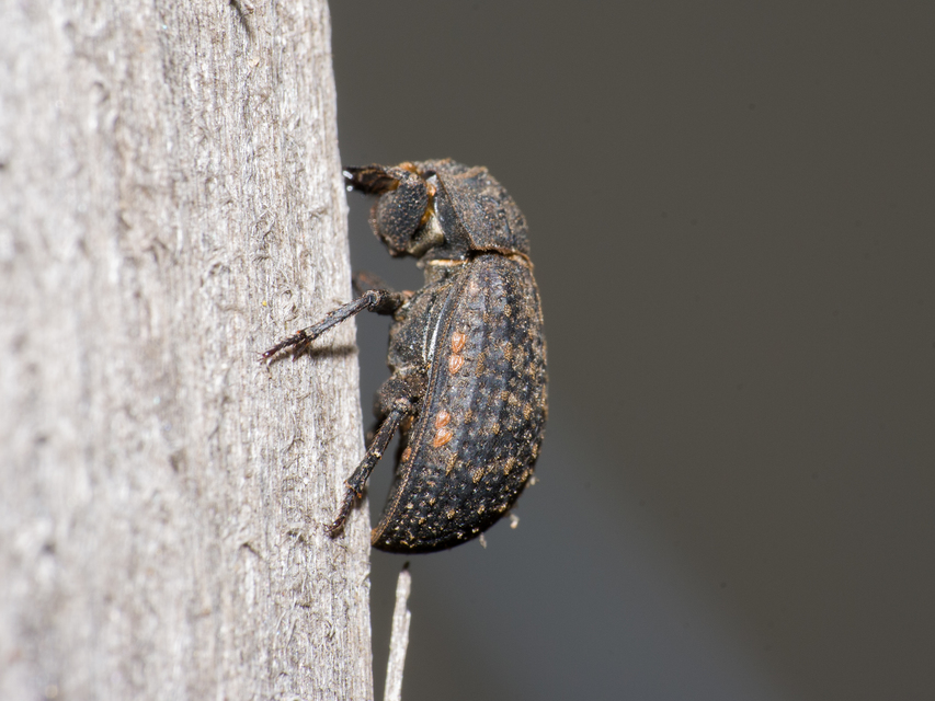 Trox sabulosus - közönséges irhabogár
