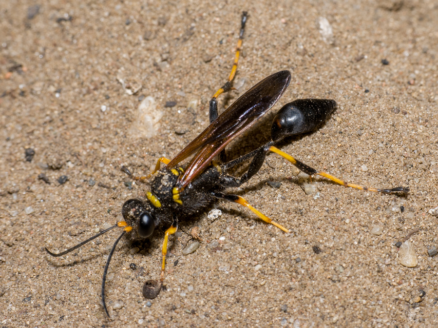 Sceliphron caementarium - feketenyelű lopódarázs