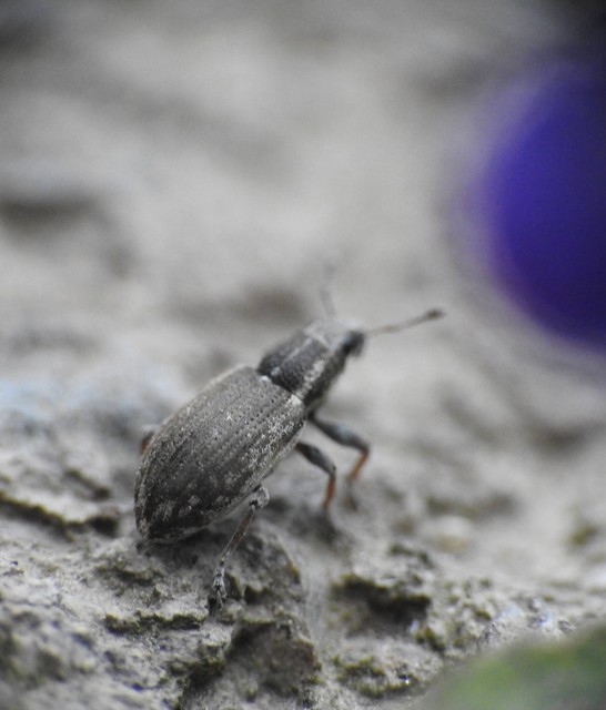 Sitona humeralis - lucerna-csipkézőbogár