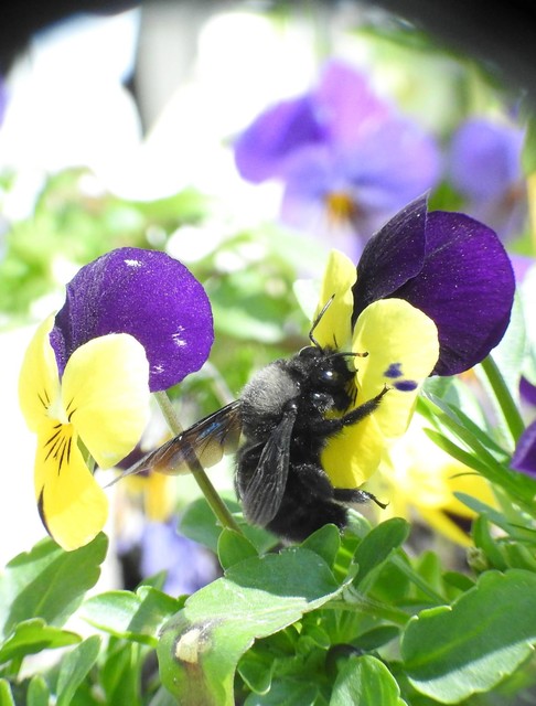 Xylocopa violacea - kék fadongó