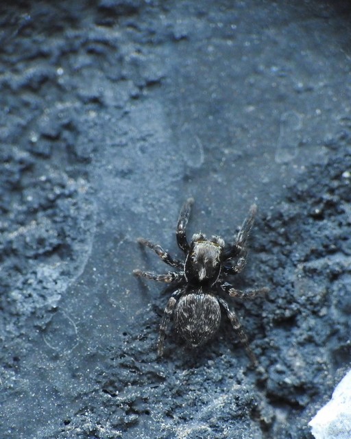 Pseudeuophrys obsoleta - barna ugrópók