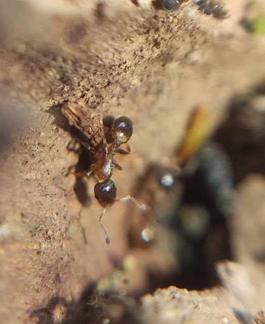 Temnothorax jailensis - fényesfejű kéreghangya