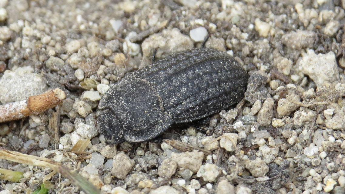 Opatrum sabulosum - sároshátú gyászbogár