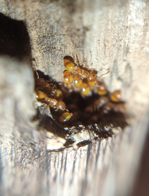 Temnothorax turcicus - sárga kéreghangya