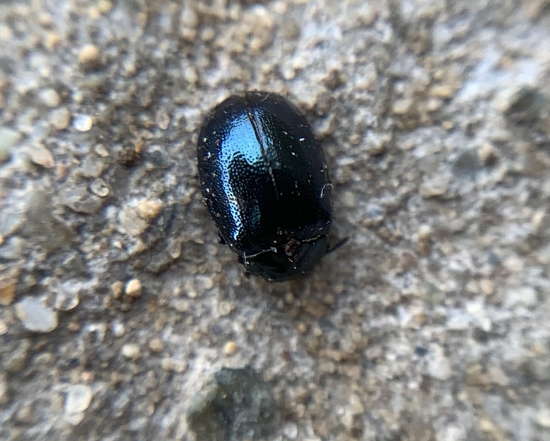 Plagiodera versicolora - törpe fűzlevelész