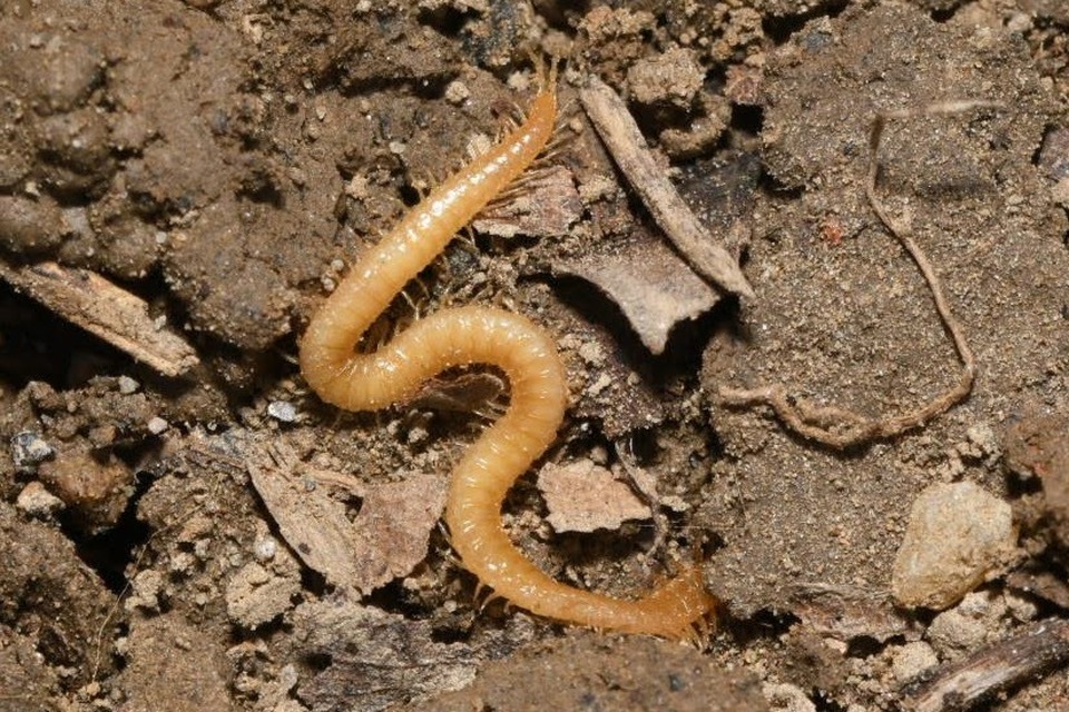 Geophilidae