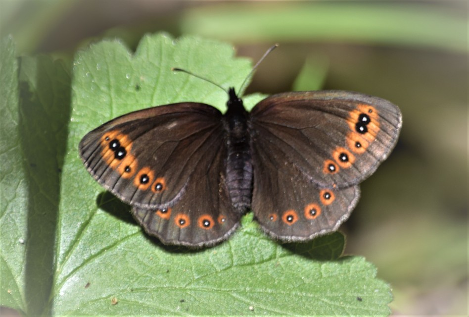 Erebia medusa - tavaszi szerecsenlepke