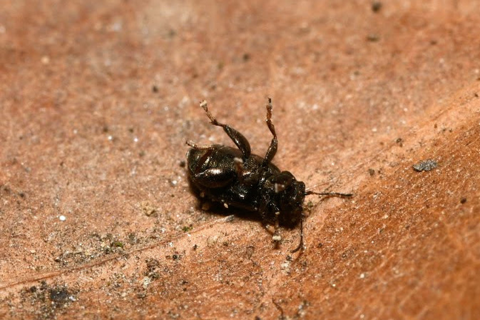 Chaetocnema