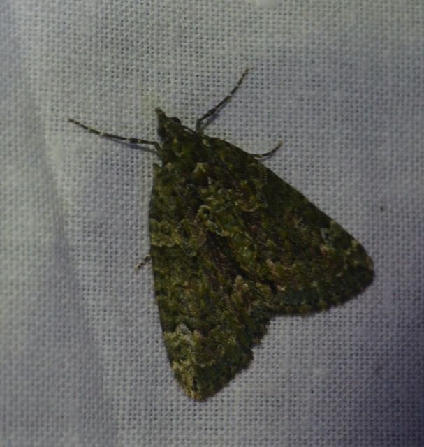Chloroclysta siterata - salátazöld araszoló