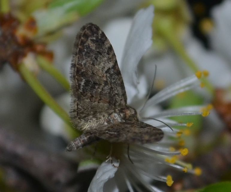 Eupithecia abbreviata - korai törpearaszoló