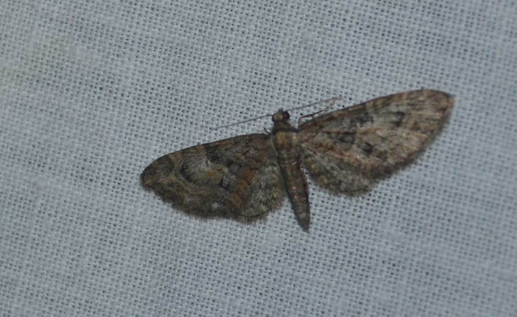 Eupithecia abbreviata - korai törpearaszoló