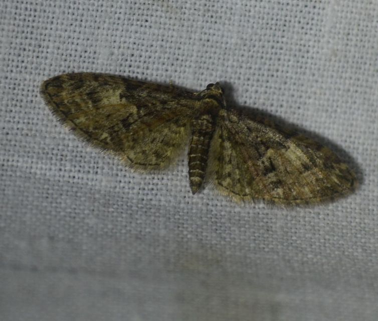 Eupithecia abbreviata - korai törpearaszoló