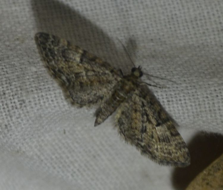 Eupithecia dodoneata - tölgy-törpearaszoló