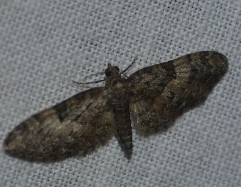 Eupithecia dodoneata - tölgy-törpearaszoló
