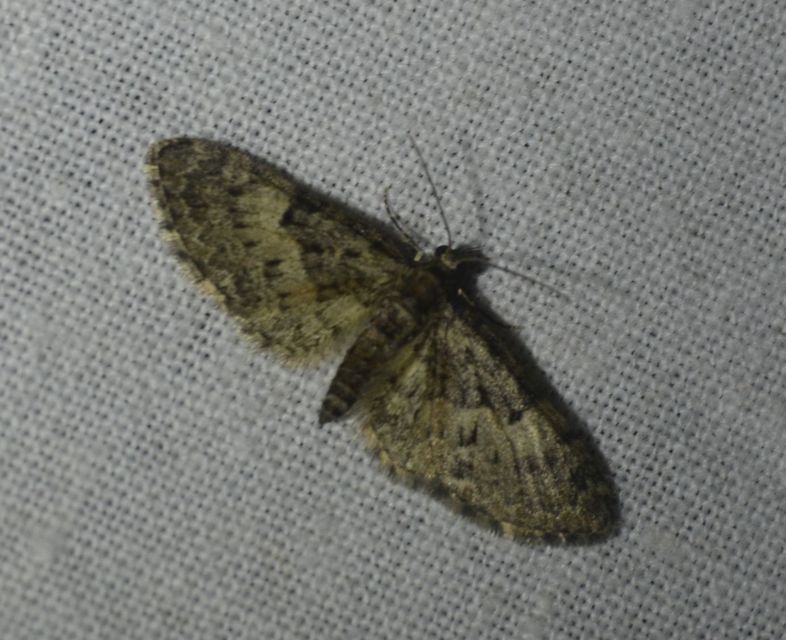 Eupithecia dodoneata - tölgy-törpearaszoló