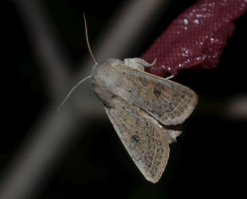 Orthosia gracilis - karcsú barkabagoly