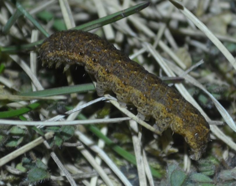 Noctua fimbriata - szélessávú sárgafűbagoly