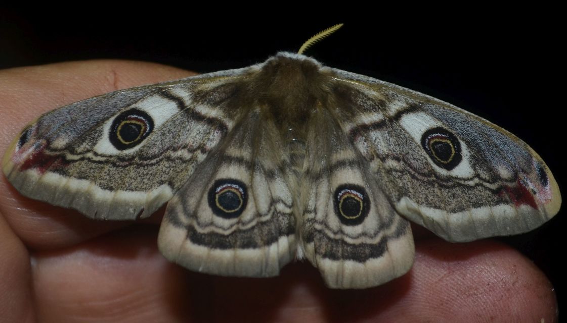 Saturnia pavoniella/pavonia