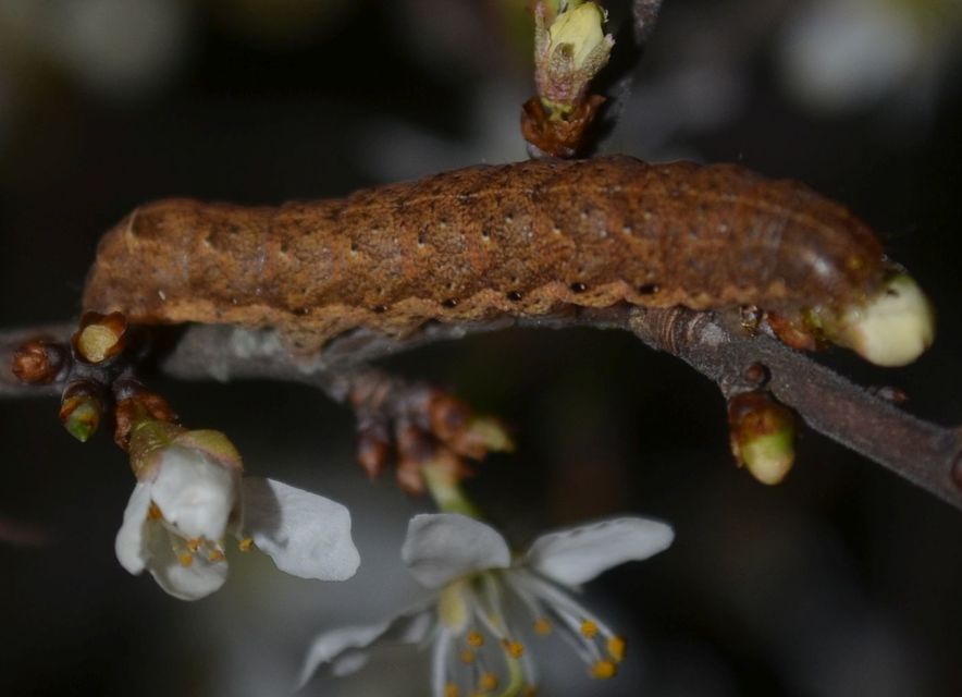 Noctua fimbriata - szélessávú sárgafűbagoly