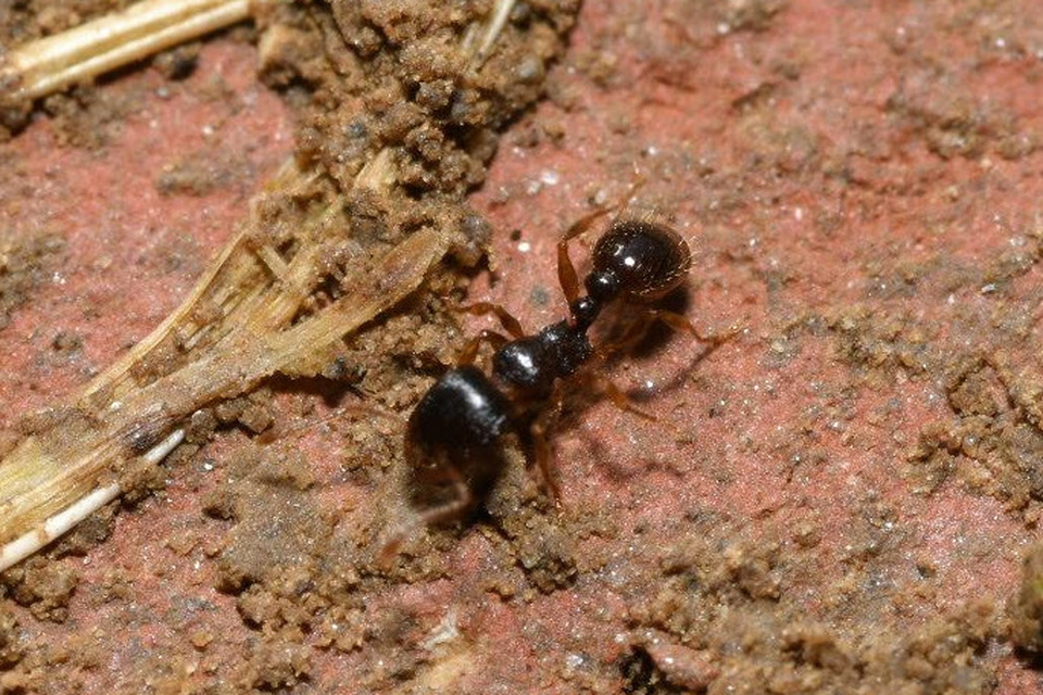 Tetramorium