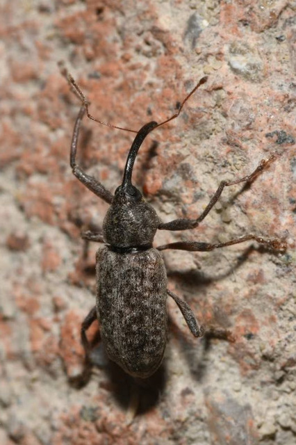 Dorytomus longimanus - kétalakú hangormányos