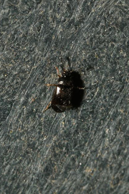 Proteinus