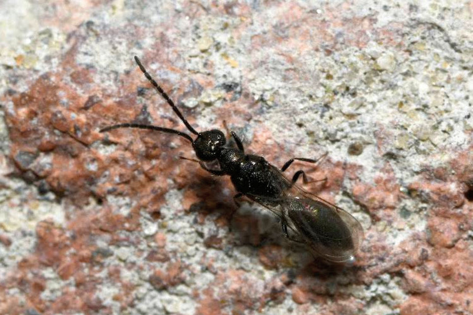 Spalangia