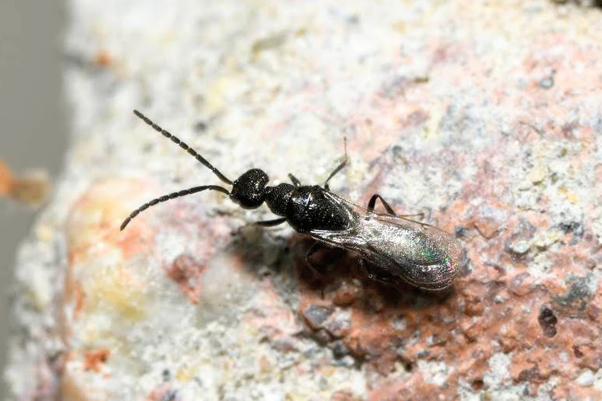 Spalangia