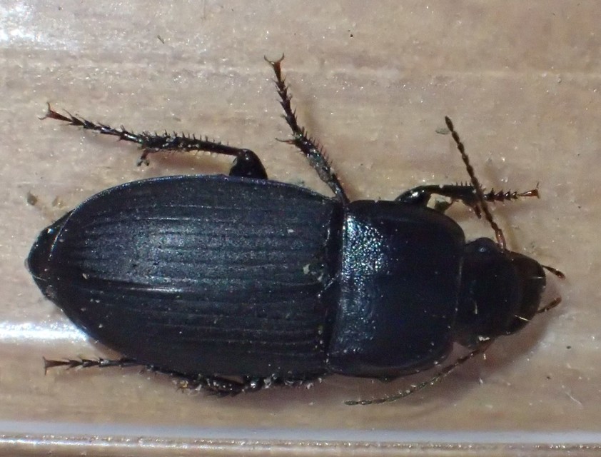 Harpalus caspius - keleti lomhafutó