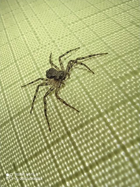 Philodromus poecilus - cifra karolópók