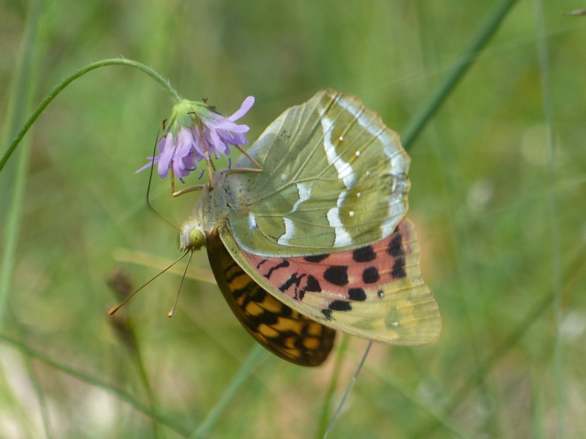 Argynnis pandora - zöldes gyöngyházlepke