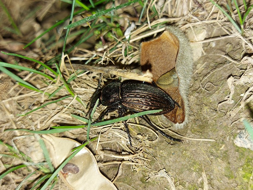 Carabus ulrichii - rezes futrinka